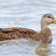 Mottled Duck